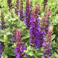 Little Night Salvia 11 Little Night Salvia -High Country Gardens little night