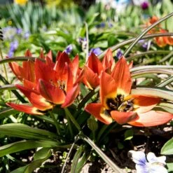 Little Princess Wildflower Tulip 8 Little Princess Wildflower Tulip -High Country Gardens little princess wf tulip 2