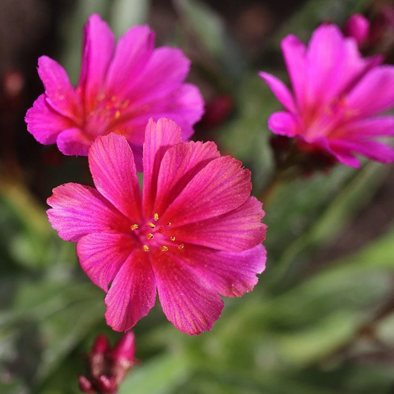 Little Raspberry Lewisia 5 Little Raspberry Lewisia - Image 3