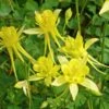 Little Treasure Dwarf Spur Columbine 2 Little Treasure Dwarf Spur Columbine -High Country Gardens little treasure wwg 1