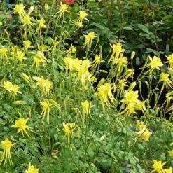 Little Treasure Dwarf Spur Columbine -High Country Gardens little treasure wwg 2