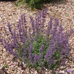 Little Trudy® Nepeta 6 Little Trudy® Nepeta -High Country Gardens little trudy catmint rock garden undaunted garden 1