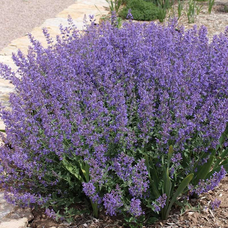 FireSmart Collection - Zone 3 3 FireSmart Collection - Zone 3