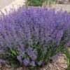 Little Trudy® Nepeta 2 Little Trudy® Nepeta -High Country Gardens little trudy nepeta bush undaunted garden 1