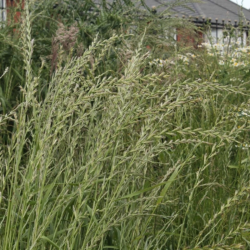 Annual Rye Grass Seeds 4 Annual Rye Grass Seeds - Image 2