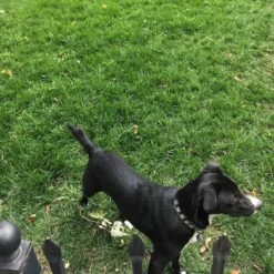 Low Work And Water Dwarf Fescue Grass Seed 9 Low Work And Water Dwarf Fescue Grass Seed -High Country Gardens low ww dog cust photo