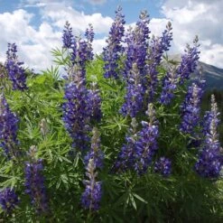 High Country Meadow Native Wildflower Seed Mix -High Country Gardens lupine mountainside