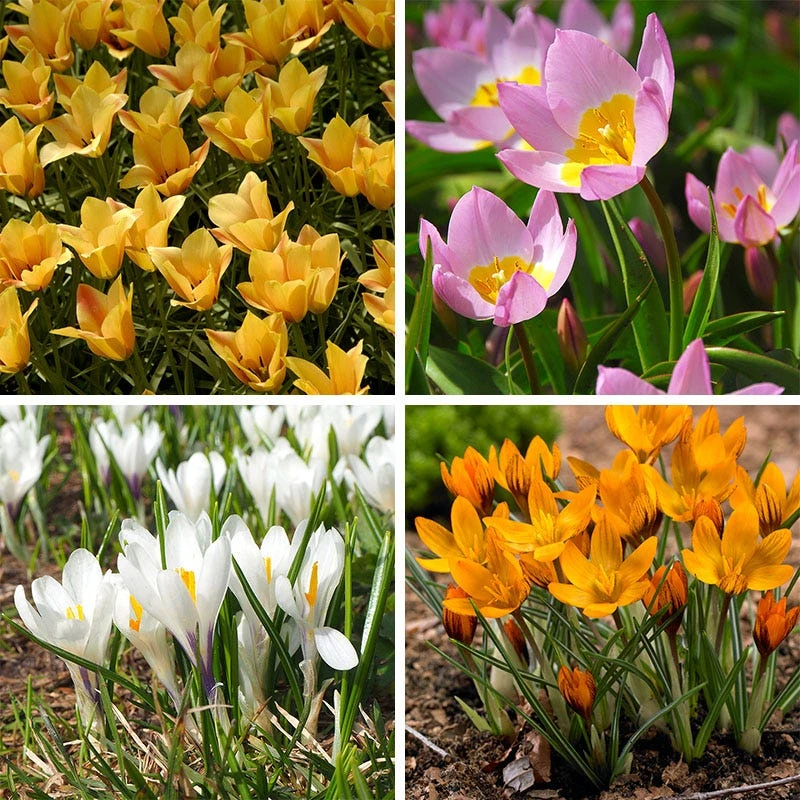 Magic Carpet Bulb Collection 3 Magic Carpet Bulb Collection