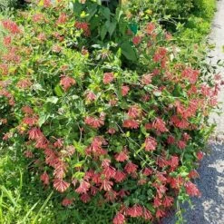 Major Wheeler Honeysuckle Vine 15 Major Wheeler Honeysuckle Vine -High Country Gardens major wheeler honeysuckle vine 2 1