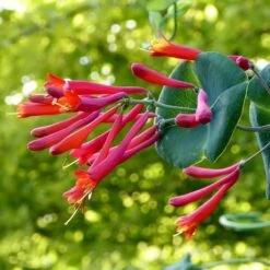 Major Wheeler Honeysuckle Vine 12 Major Wheeler Honeysuckle Vine -High Country Gardens major wheeler honeysuckle vine c