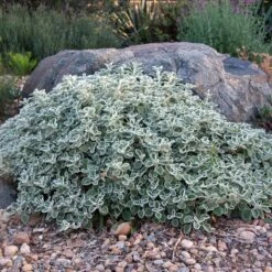 Silver Edged Horehound (Marrubium) -High Country Gardens marrubium rotundifolium david winger1 plant select cropped