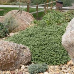 Silver Edged Horehound (Marrubium) -High Country Gardens marrubium rotundifolium plant select cropped