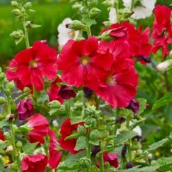 Mars Magic Single Hollyhock -High Country Gardens mars magic single hollyhock alcea rosea walters garden flowers