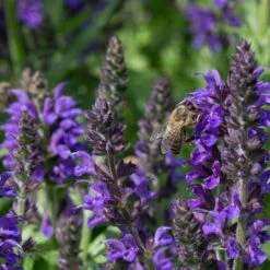 May Night Salvia -High Country Gardens may night savlia bee