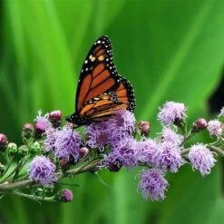Summer Dreams Pre-Planned Garden -High Country Gardens meadow blazing star monarch on liatris ligulistylus 1