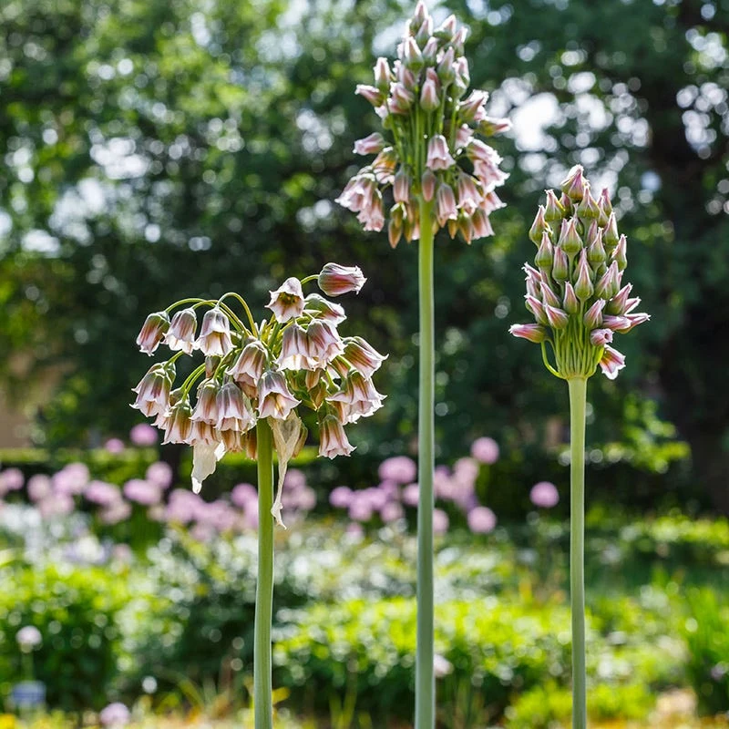 Mediterranean Bells 4 Mediterranean Bells - Image 2