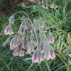 Mediterranean Bells 9 Mediterranean Bells -High Country Gardens mediterranean bells 3
