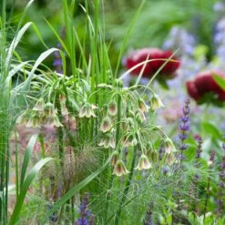 Mediterranean Bells 11 Mediterranean Bells -High Country Gardens mediterranean bells 5