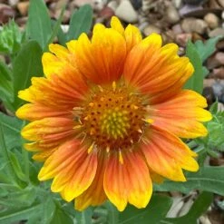 Mesa™ Peach Gaillardia 7 Mesa™ Peach Gaillardia -High Country Gardens mesa beach gaillardia cust photo