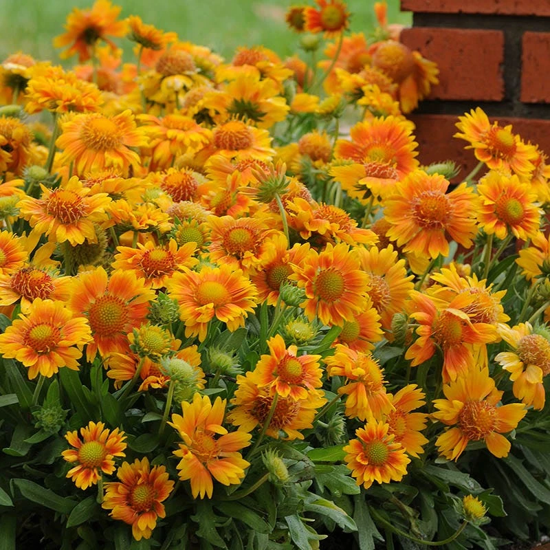 Mesa™ Peach Gaillardia 4 Mesa™ Peach Gaillardia - Image 2
