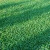 Microclover Seed (Pelleted) -High Country Gardens microclover seed lawn 1