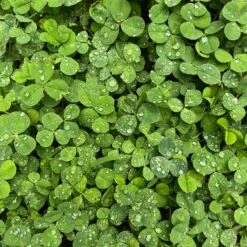 Microclover Seed (Pelleted) 10 Microclover Seed (Pelleted) -High Country Gardens microclover closeup sq