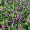 Wild Four O'Clock (Mirabilis) 1 Wild Four O'Clock (Mirabilis) -High Country Gardens mirabilis multiflora 1