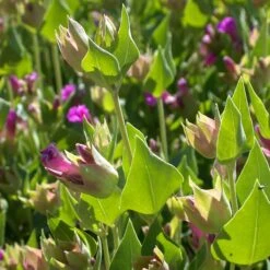 Wild Four O'Clock (Mirabilis) -High Country Gardens mirabilis multiflora 3
