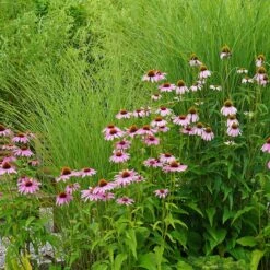 August Afternoons Pre-Planned Garden 24 August Afternoons Pre-Planned Garden -High Country Gardens miscanthus echinacea sq