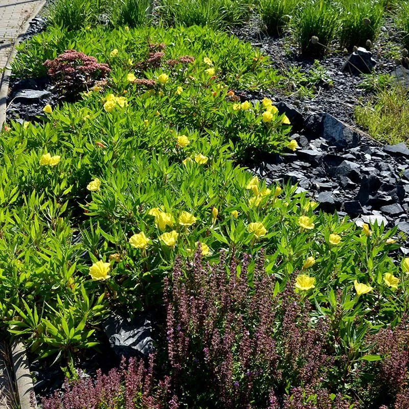Missouri Evening Primrose 4 Missouri Evening Primrose - Image 2