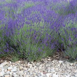 Mitcham Gray English Lavender 7 Mitcham Gray English Lavender -High Country Gardens mitcham gray english lavender 1