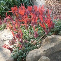 Marian Sampson Scarlet Monardella 9 Marian Sampson Scarlet Monardella -High Country Gardens monardella macrantha marion sampson