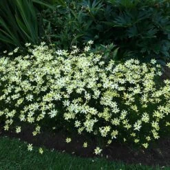 Moonbeam Coreopsis 11 Moonbeam Coreopsis -High Country Gardens moonbeam coreopsis 4
