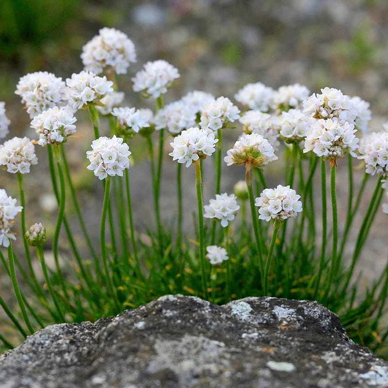 Morning Star White Armeria 4 Morning Star White Armeria - Image 2