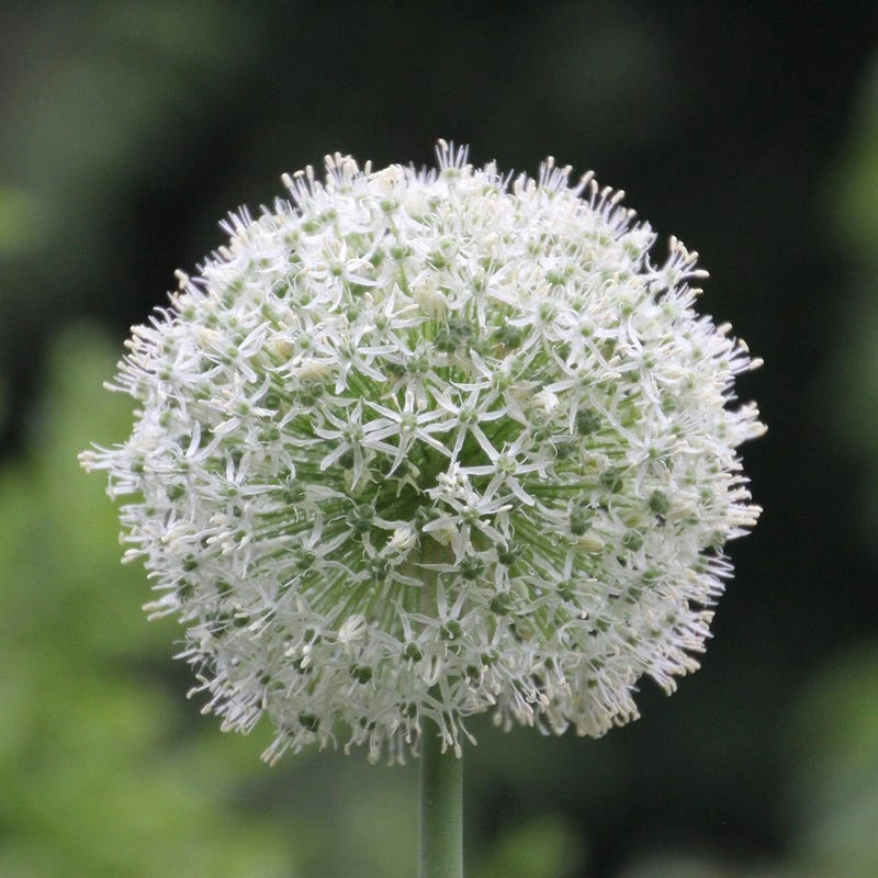 Mount Everest Allium 3 Mount Everest Allium