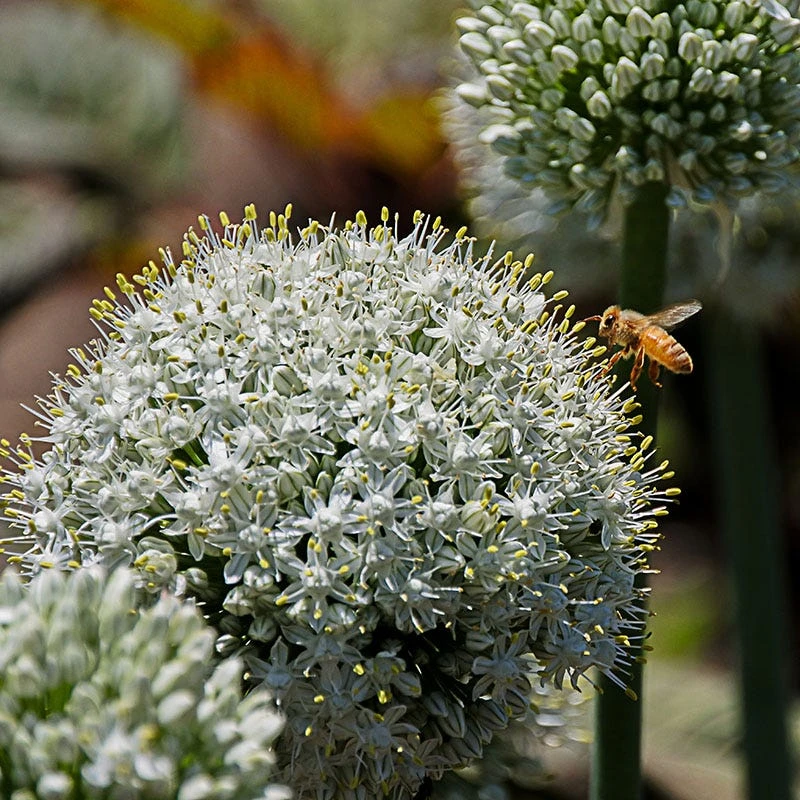 Mount Everest Allium 4 Mount Everest Allium - Image 2