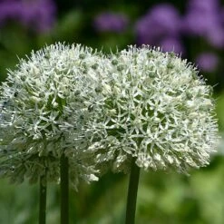 Mount Everest Allium 9 Mount Everest Allium -High Country Gardens mount everest allium 3