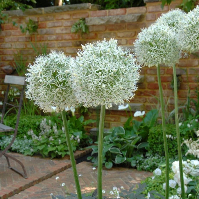 Mount Everest Allium 6 Mount Everest Allium - Image 4