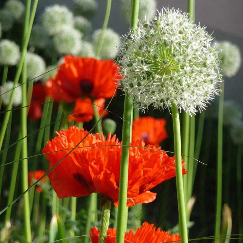 Mount Everest Allium 7 Mount Everest Allium - Image 5