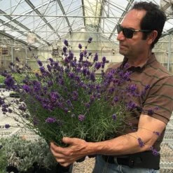 Munstead Violet English Lavender -High Country Gardens munstead violet english lavender david salman