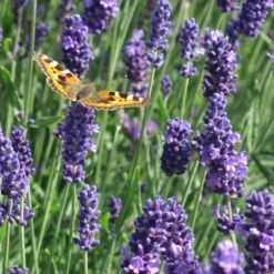 Munstead Violet English Lavender -High Country Gardens munstead violet english lavender meadow pollinator