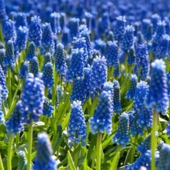 The Sky's The Limit Bulb Collection -High Country Gardens muscari armeniacum grape hyacinth cropped