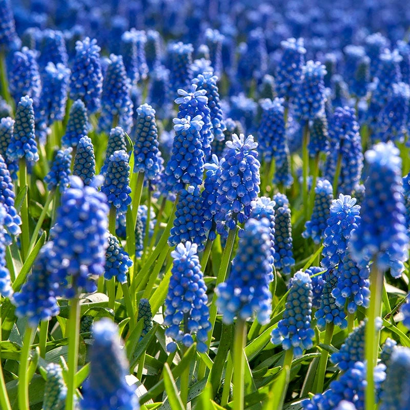 Waterwise Walkway Bulb Collection 4 Waterwise Walkway Bulb Collection - Image 2