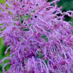 Stranger Than Fiction Flower Bulb Collection 18 Stranger Than Fiction Flower Bulb Collection -High Country Gardens muscari comosum plumosum cotton candy muscari cropped