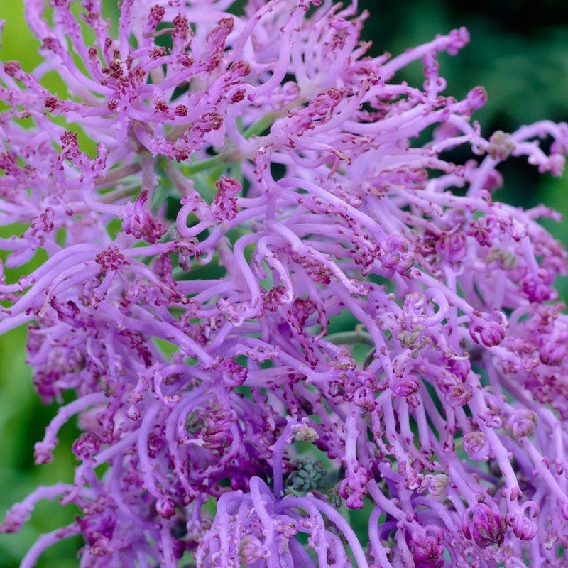 Cotton Candy Grape Hyacinth 4 Cotton Candy Grape Hyacinth - Image 2