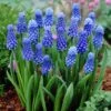 Dark Eyes Grape Hyacinth 2 Dark Eyes Grape Hyacinth -High Country Gardens muscaridarkeyes