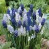 Delft Blue Grape Hyacinth Mix -High Country Gardens muscaridelftbluemix1