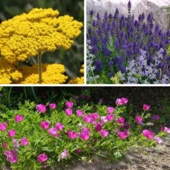 My Soil Is Like A Brick Collection -High Country Gardens my soil is like a brick coll 8 26 25