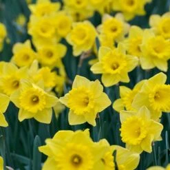 The Sky's The Limit Bulb Collection -High Country Gardens narcissus dutch master visi cropped