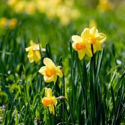 Fortissimo Large Cupped Daffodil -High Country Gardens narcissus fortissimo 2
